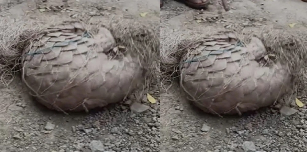 मध्यप्रदेश के इस गांव में मिला विलुप्त प्रजाति का जानवर, गांववाले देखकर भागे, मची अफरा-तफरी