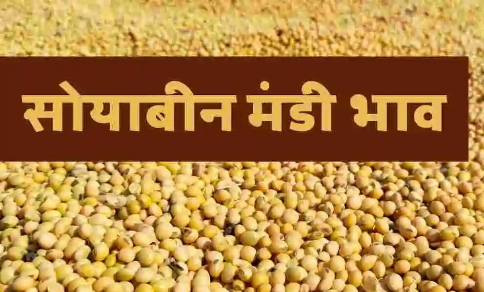 मप्र की मंडियों में आने लगे नए सोयाबीन, इस भाव में बिक रहा नमी वाला सोयाबीन, जानिए मंडी का ताजा भाव