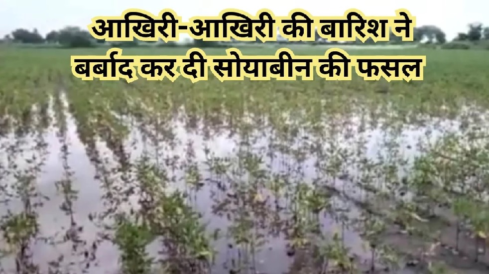 मध्यप्रदेश में बारिश से बर्बाद हो रही सोयाबीन की फसल, किसानों को सबसे ज्यादा नुकसान