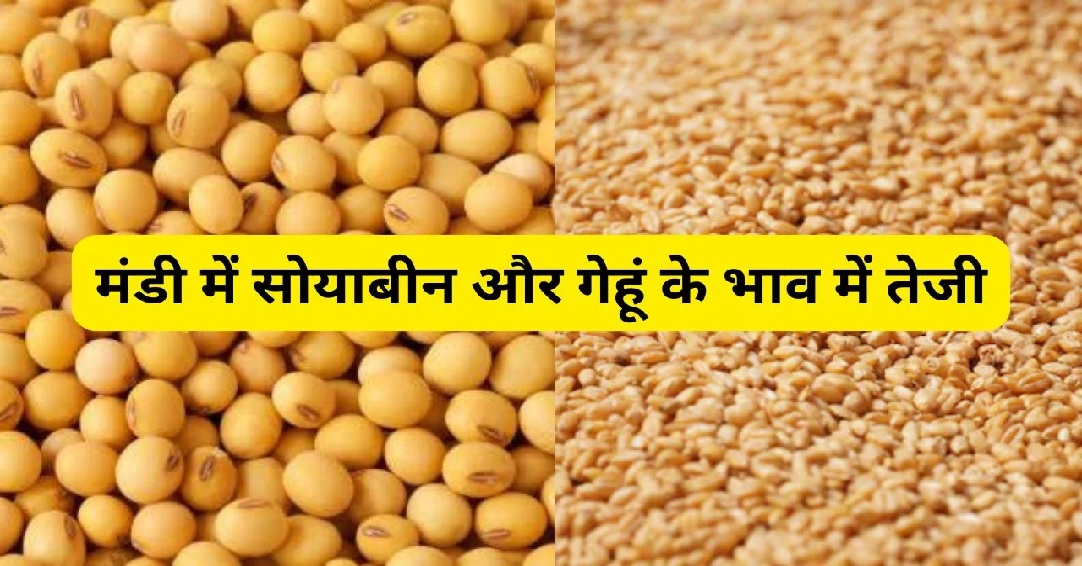 Mandi Bhav: गेहूं और सोयाबीन के भाव में आई तेजी, चने और मक्का का रेट भी बदलाया, यहां देखें मंडी का ताजा भाव