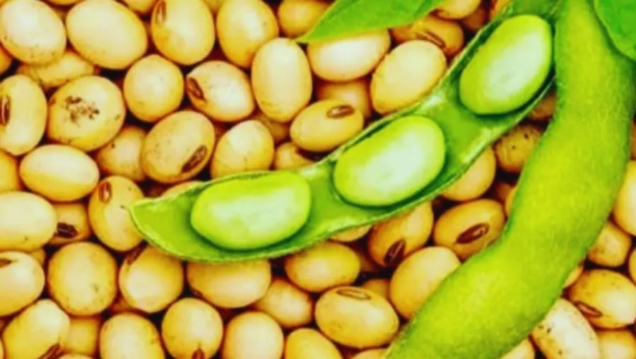 करोड़ों किसानों के लिए खुशखबरी, सोयाबीन के किसानों की खुली किस्मत, सरकार ने लिया बड़ा फैसला