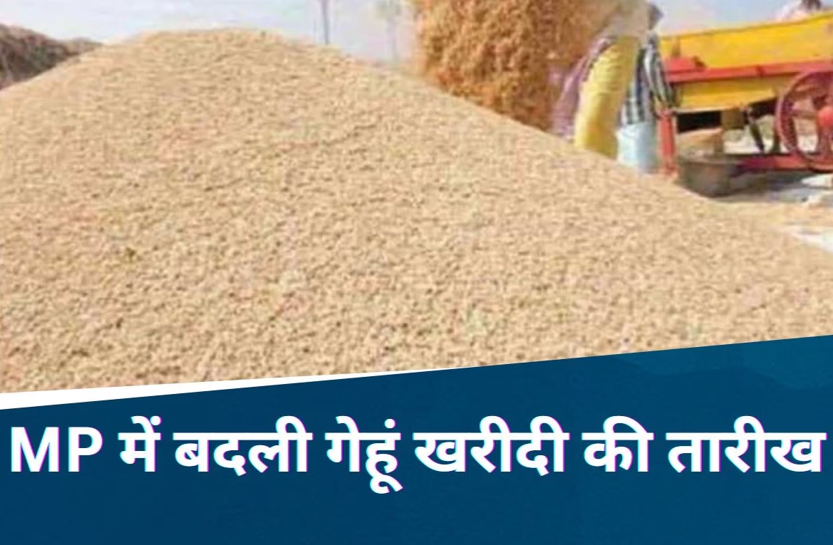 MP के किसानों के लिए बड़ी खबर, 1 मार्च नहीं अब इस दिन से होगी गेहूं की खरीदी, समर्थन मूल्य पर मिलेगा इतना बोनस