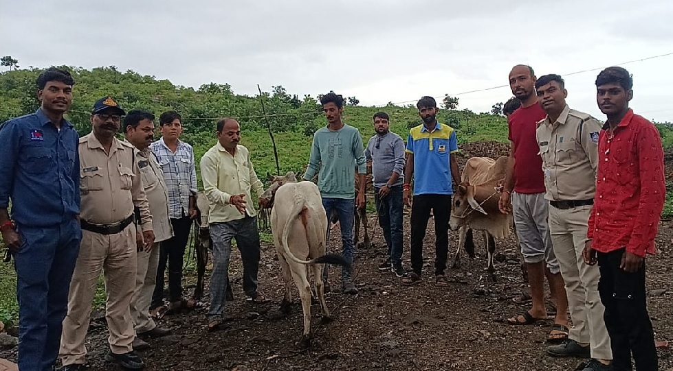 कन्नौद-खातेगांव में फिर गौ-तस्करी का भंडाफोड़, बजरंग सेना ने पकड़ा वाहन, सवार थे 5 गो-वंश, आरोपियों को पुलिस के हवाले किया, बेजुबानों की तस्करी पर कब लगेगी लगाम?