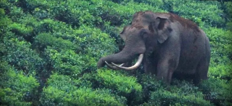 हाथी ने मचाया तांडव, एक रात में 7 लोगों को उतारा मौत के घाट, 6 दिन में 17 गवां चुके जान