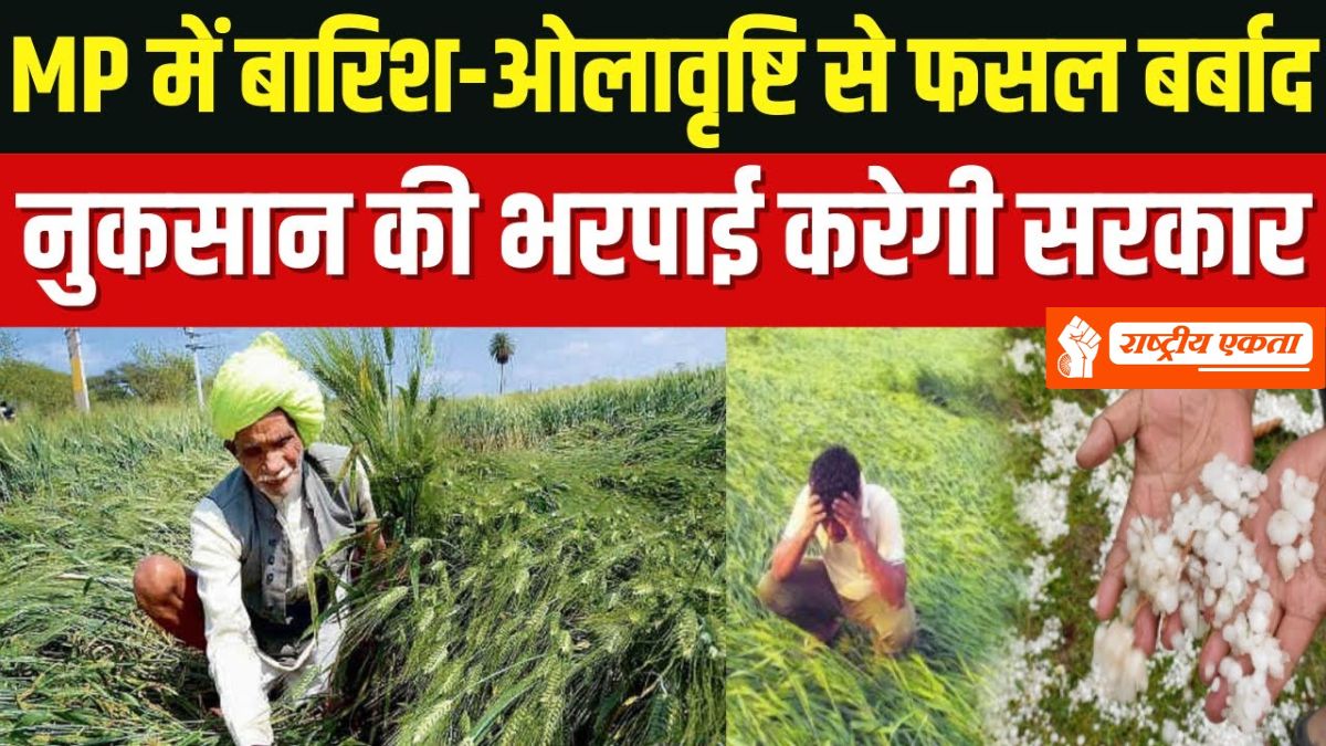 बारिश-ओले से फसल हो गई बर्बाद? 32 हजार रुपए हेक्टेयर के हिसाब से मिलेगा मुआवजा,...
