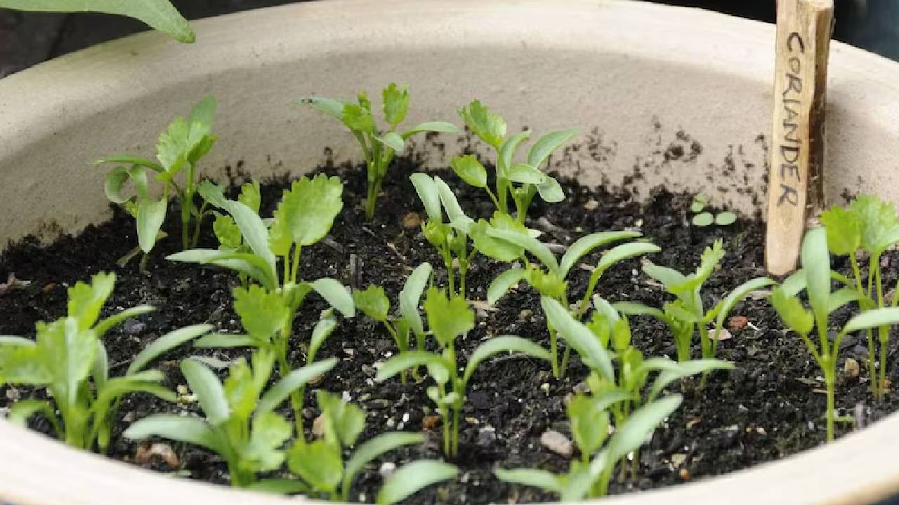 घर में प्लास्टिक टब में उगा सकते हैं सालभर ताजा और खुशबूदार धनिया! तरीका जानिए