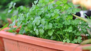 coriander , coriander plant, how to grow coriander from cuttings
