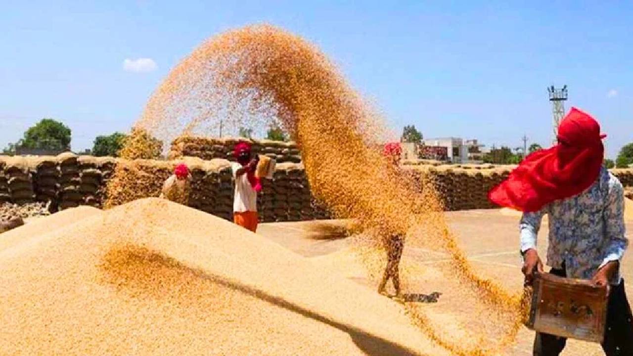 किसानों के लिए जरूरी खबर: समर्थन मूल्य पर बेचना है गेहूं, तो देरी न करें, आखिरी तारीख नजदीक