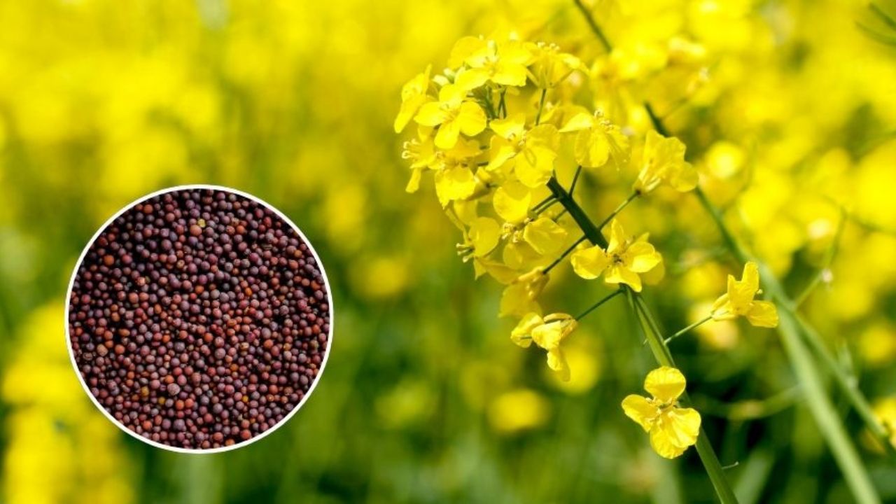 MP सरकार का बड़ा ऐलान: सरसों पर भावांतर, उड़द पर 600 रुपये बोनस मंजूर