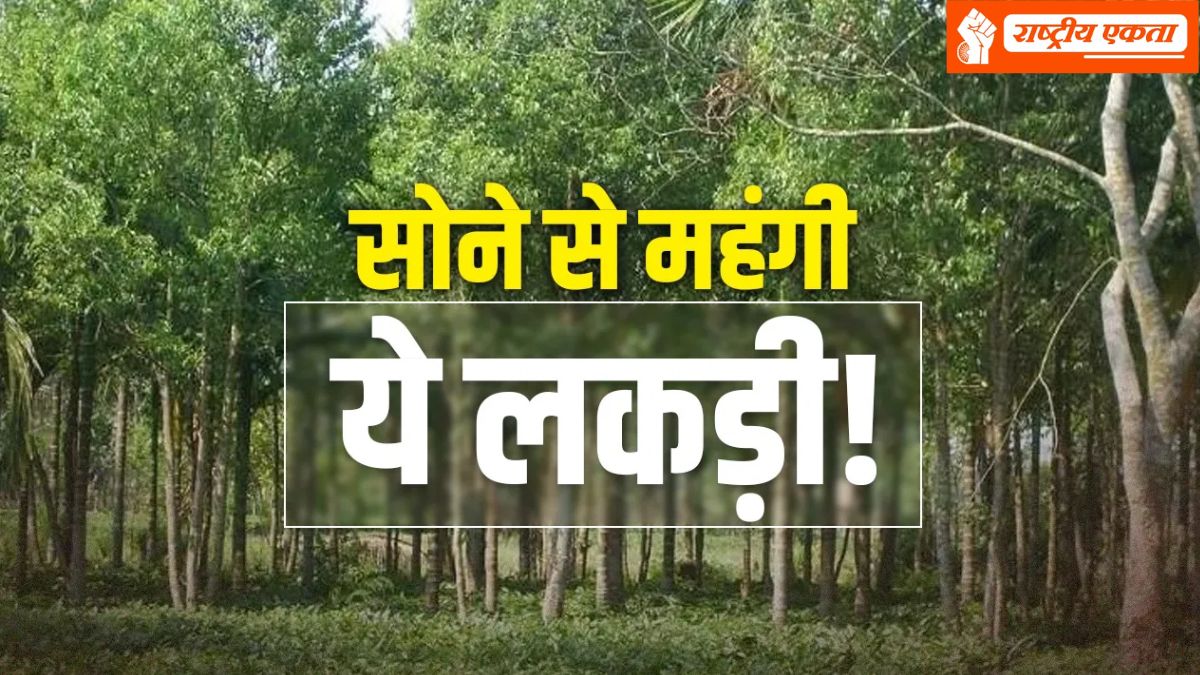 किसानों की किस्मत बदल सकता है ये पेड़, सोने से महंगी बिकती है लकड़ी