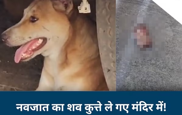 MP में दिल दहला देने वाली घटना, शिव मंदिर में नवजात का शव नोंच रहे थे आवारा कुत्ते, इलाके में मचा हड़कंप