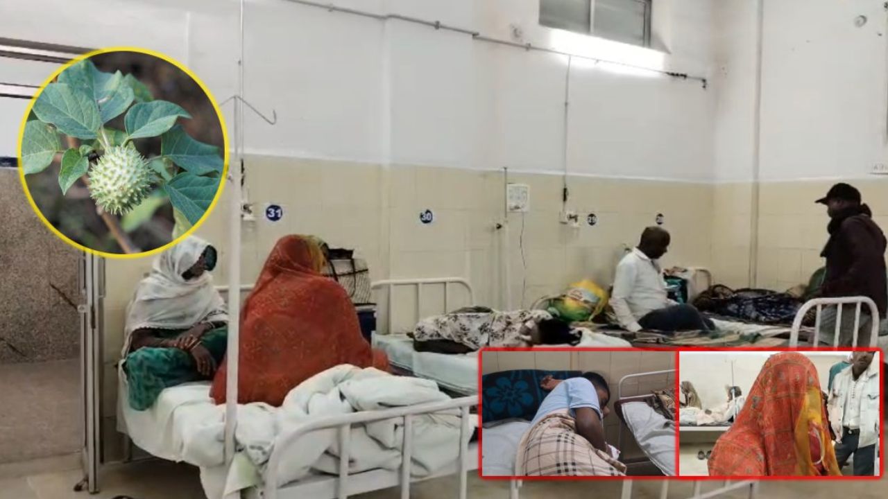 देसी इलाज बना मौत का खतरा! धतूरे का काढ़ा पीते ही पन्ना में बिगड़ी पूरे परिवार की हालत