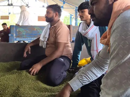 देवास जिले की खातेगांव मंडी में नई मूंग की आवक शुरू, किसानों को 8220 तक मिले भाव, समर्थन मूल्य पर खरीदी के लिए अब तक कोई निर्देश नहीं