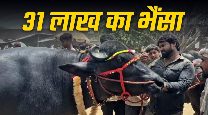 पशु बाजार में बिकने आया 31 लाख का भैंसा, रोज 5 KG दूध-घी और काजू-बादाम खाकर हुआ तगड़ा, 2 घंटे होती है मसाज