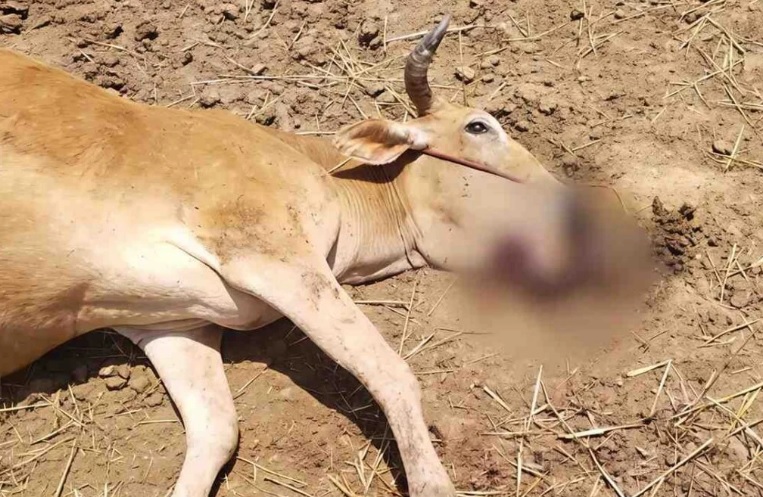 मध्यप्रदेश में इंसानियत शर्मसार! आटे की लोई में छिपाए बम फटे, चबाते ही 3 गायों की मौत, 11 गोवंश के मुंह-जबड़े फटे, बम स्क्वॉड की टीम कर रही जांच