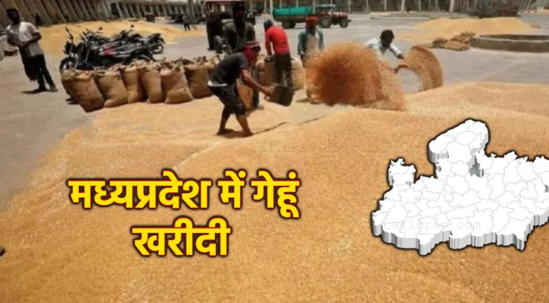 मध्यप्रदेश में रिकॉर्ड गेहूं खरीदी, 13.36 लाख किसानों से 103 लाख मीट्रिक टन उपार्जन