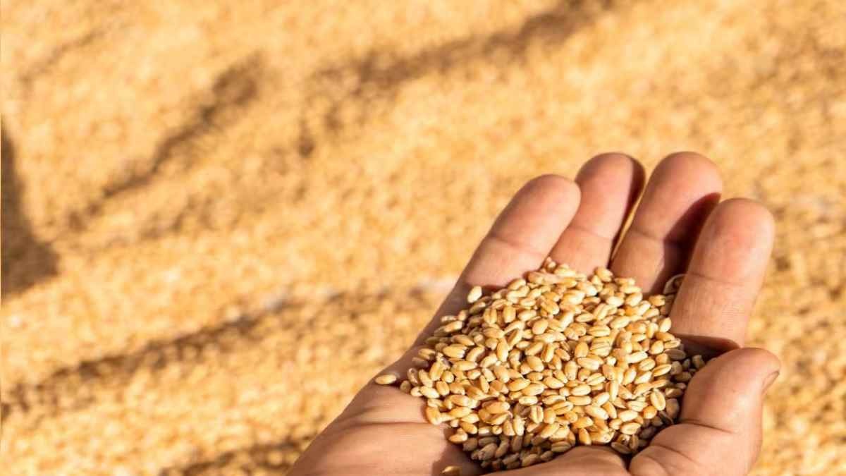 MSP गेहूं खरीदी घोटाले में बड़ी कार्रवाई, 19 समिति प्रबंधकों और ऑपरेटरों पर FIR, करोड़ों के घोटाले की आशंका