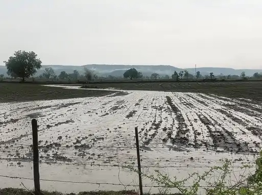 खातेगांव-कन्नोद क्षेत्र में भारी बारिश, सोयाबीन की फसल पर मंडराया संकट, खेत बने तालाब, उफनते नाले में बहा युवक
