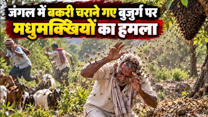 देवास जिले में मधुमक्खियों का जानलेवा हमला, बकरी चराने गए बुजुर्ग की मौत, बचाने पहुंचे लोगों को भी काटा